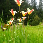 Mendocino garden